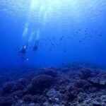 Boat Fundive 2Dives Minna, Sesoko , Motobu Okinawa - The Value of This Tour