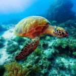 Bohol: Balicasag Boat Tour with extra snorkeling time - An Honest Breakdown of the Experience