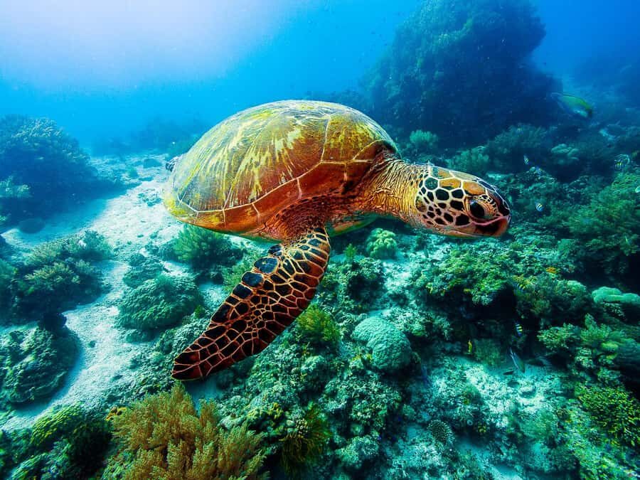 Bohol: Balicasag Boat Tour with extra snorkeling time - An Honest Breakdown of the Experience