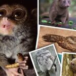 Bohol: Bilar - Night Safari Tour - Final Thoughts: Who Should Consider This Tour?