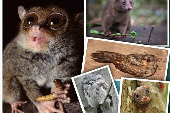 Bohol: Bilar - Night Safari Tour - Final Thoughts: Who Should Consider This Tour?