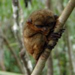 Bohol: Budgeted Country Eco-Cultural Tour - An In-Depth Look at the Bohol Eco-Cultural Tour