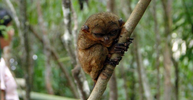 Bohol: Budgeted Country Eco-Cultural Tour - An In-Depth Look at the Bohol Eco-Cultural Tour