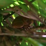 Bohol: Chocolate Hills, Tarsiers & Loboc River - Transportation and Overall Logistics