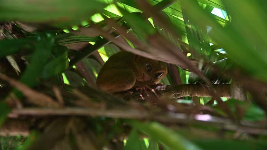 Bohol: Chocolate Hills, Tarsiers & Loboc River - Transportation and Overall Logistics