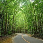 Bohol Countryside Tour with Lunch at Loboc River Cruise - Who Is This Tour Best For?