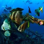 Bohol Dive Courses - The Sum Up