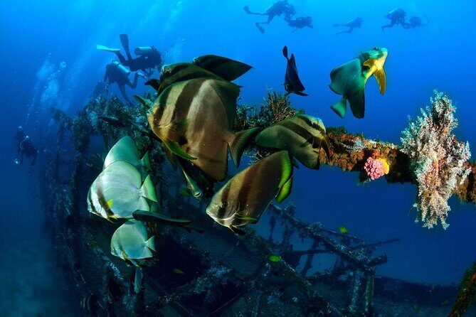 Bohol Dive Courses - The Sum Up