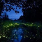 Bohol: Firefly Experience with Pickup - The Experience: What To Expect