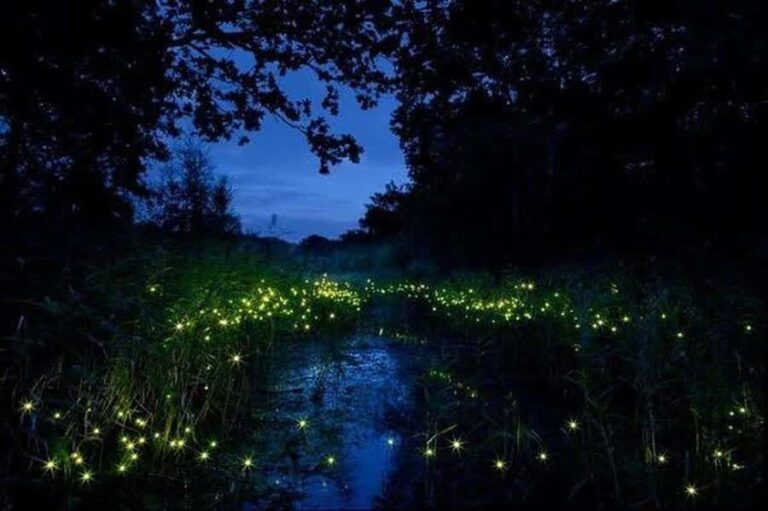 Bohol: Firefly Experience with Pickup - The Experience: What To Expect