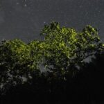 Bohol: Firefly Watching Cruise or Kayaking - Who Should Consider This Tour?