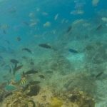 Bohol: Pamilacan Island Dolphin & Whale Watching Tour - Why This Tour Stands Out