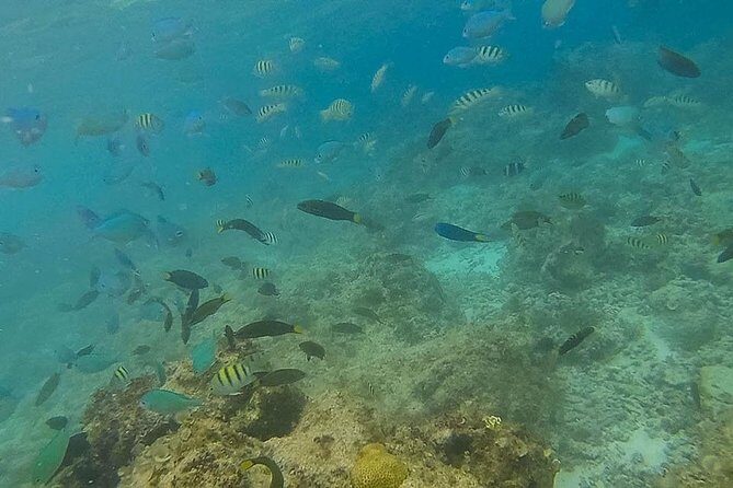 Bohol: Pamilacan Island Dolphin & Whale Watching Tour - Why This Tour Stands Out