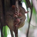 Bohol: Sunset Chocolatehills Tour with Buffet Cruise Lunch - Exploring the Highlights: Chocolate Hills and Beyond