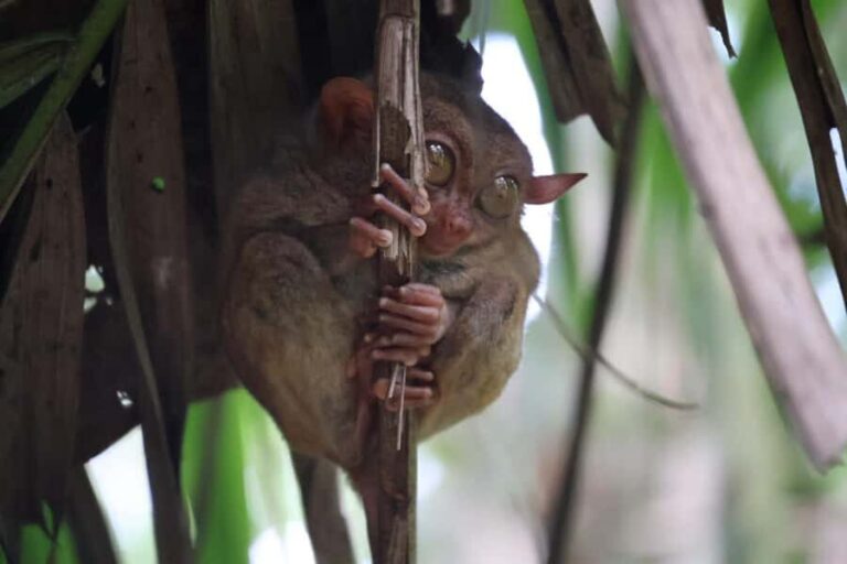 Bohol: Sunset Chocolatehills Tour with Buffet Cruise Lunch - Exploring the Highlights: Chocolate Hills and Beyond