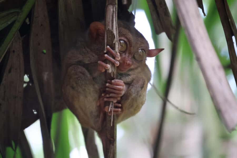 Bohol: Sunset Chocolatehills Tour with Buffet Cruise Lunch - Exploring the Highlights: Chocolate Hills and Beyond