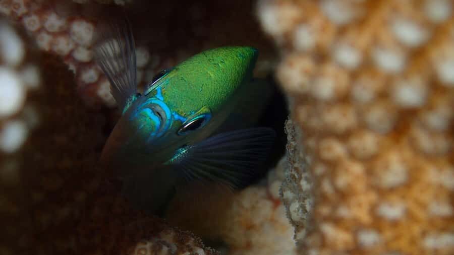 Bora Bora: Small Group Snorkeling Boat Tour with Pickup - The Value of the Experience