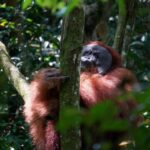 Borneo: 3 Days Orangutan River Cruise from Pangkalan Bun - Practical Details That Matter