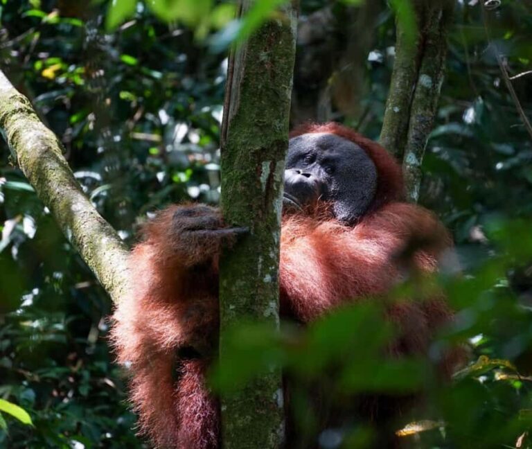Borneo: 3 Days Orangutan River Cruise from Pangkalan Bun - Practical Details That Matter