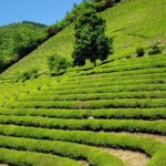 Boseong Tea Plantation & Suncheon National Garden[Train+Bus] - Real Traveler Insights