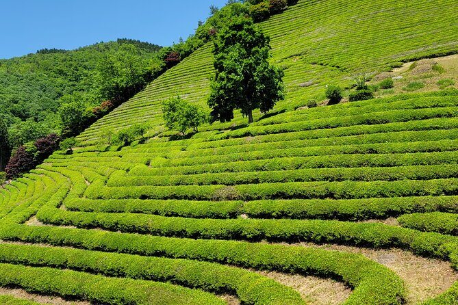 Boseong Tea Plantation & Suncheon National Garden[Train+Bus] - Real Traveler Insights