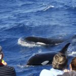 Bremer Bay: Bremer Canyon Killer Whale Expedition - Who Will Love This Tour?