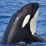 Bremer Canyon Orca Experience from Bremer Bay - Who Will Love This Tour?