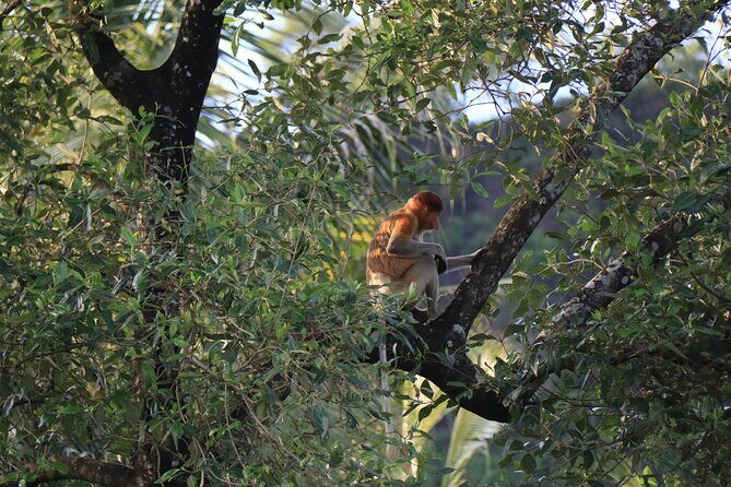 Brunei Mangrove River Safari - Why This Tour Is a Good Choice