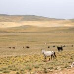 Bukhara/Samarkand: 2-Day Guided Nurata Mount & Desert Tour - Why This Tour Offers Great Value