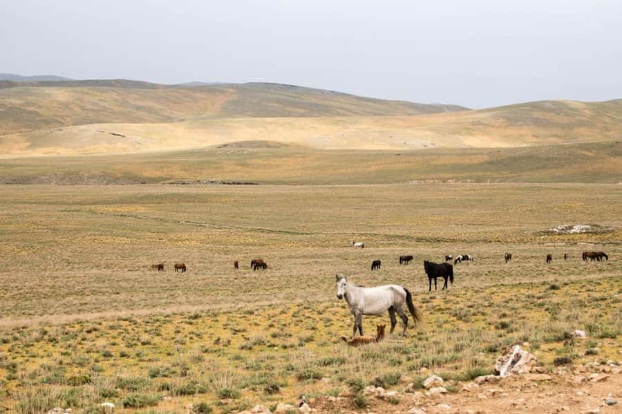 Bukhara/Samarkand: 2-Day Guided Nurata Mount & Desert Tour - Why This Tour Offers Great Value