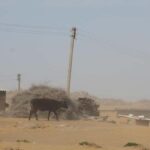 Bukhara/Samarkand: Nurata, Aydarkul Lake & Desert Day Trip - Practical Details & What to Expect