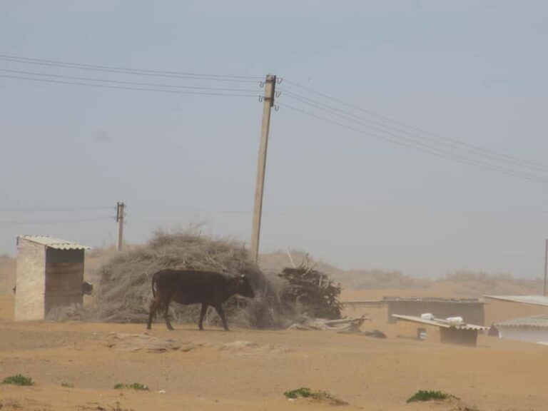 Bukhara/Samarkand: Nurata, Aydarkul Lake & Desert Day Trip - Practical Details & What to Expect