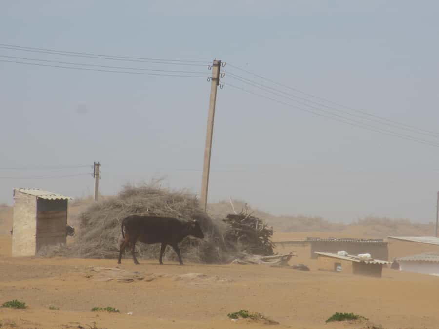 Bukhara/Samarkand: Nurata, Aydarkul Lake & Desert Day Trip - Practical Details & What to Expect