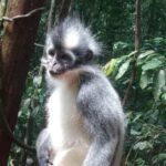 Bukit Lawang: 4-Day Wild Orangutan and Art Trek - The Itinerary in Detail: What You Can Expect