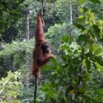 Bukit Lawang: 6-Day Wonderful Jungle Trek & Retreat - Exploring the Detailed Itinerary