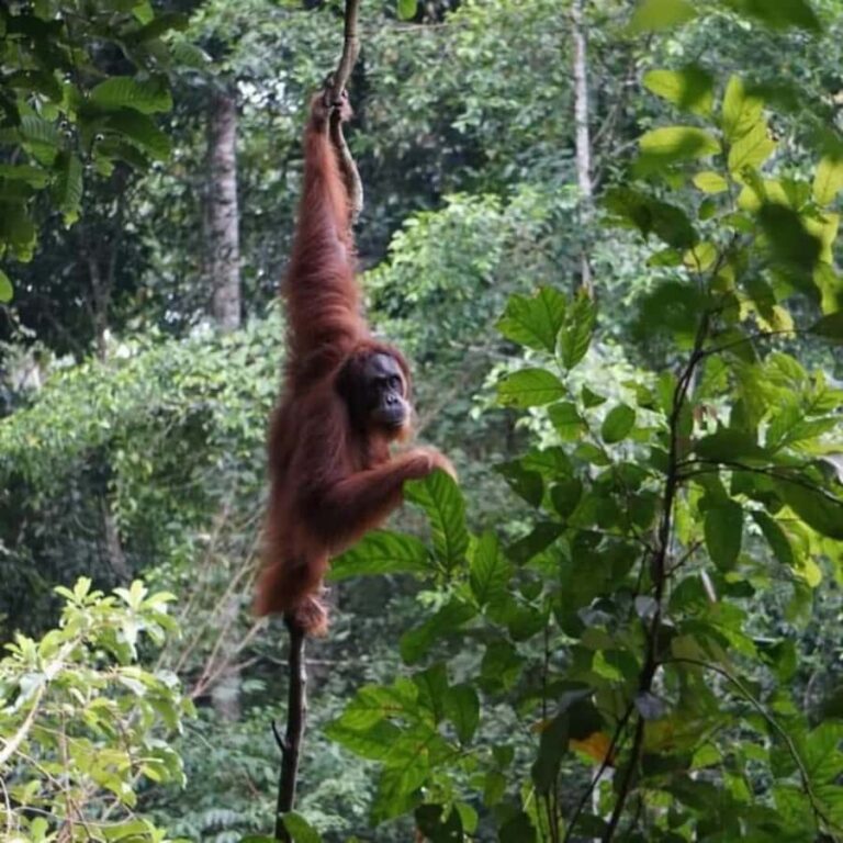 Bukit Lawang: 6-Day Wonderful Jungle Trek & Retreat - Exploring the Detailed Itinerary