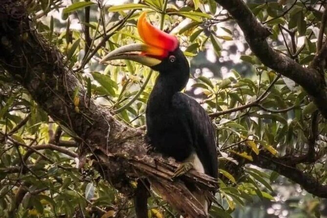 Bukit Lawang Jungle Trek Sumatran Safari - Authentic Encounters & Unique Highlights