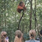 Bukit lawang | Orangutan trekking and Art Class Excursion (2D1N) - Who Will Love This Tour?