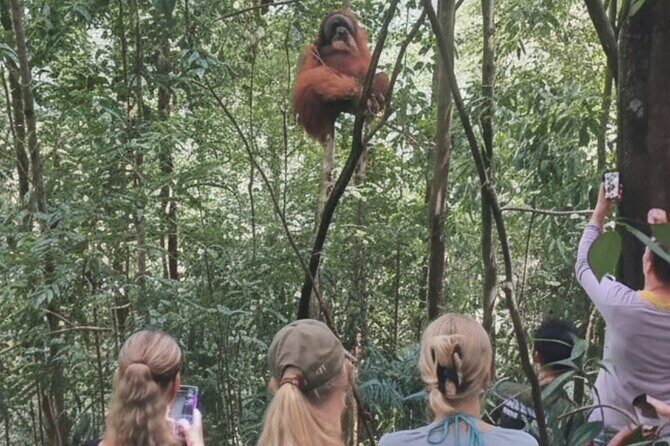 Bukit lawang | Orangutan trekking and Art Class Excursion (2D1N) - Who Will Love This Tour?