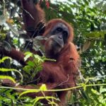 Bukit Lawang: Private Jungle Trek & River Tubing Tour - A Deep Dive into the Experience