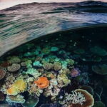 Bunaken Island three-point snorkeling includes lunch and shuttle - Overview of Bunaken Island and Marine Park