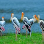 Bundala National Park Safari from Dikwella - What You Can Expect from the Experience