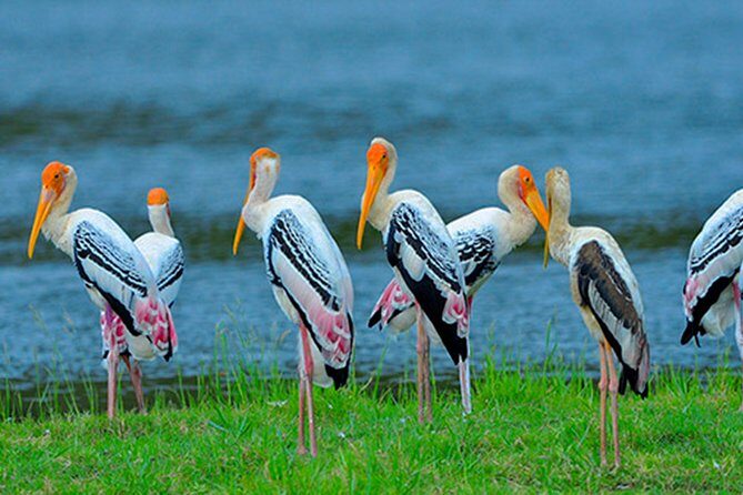 Bundala National Park Safari from Dikwella - What You Can Expect from the Experience