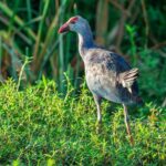 Bundala National Park Safari from Tangalle - Cost and Value Analysis