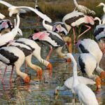 Bundala National Park : Safari Tour with Entrance tickets & Jeep - Deep Dive into the Itinerary