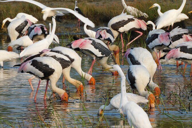 Bundala National Park : Safari Tour with Entrance tickets & Jeep - Deep Dive into the Itinerary