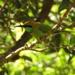 Bundala National Park Safari Tours: Half-Day or Full-Day - Exploring the Varied Ecosystems