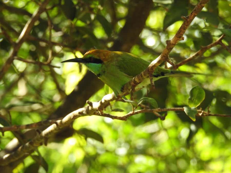 Bundala National Park Safari Tours: Half-Day or Full-Day - Exploring the Varied Ecosystems