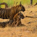 Bundi: Ramgarh Vishdhari Tiger Reserve Jeep Safari Ticket - An In-Depth Look at the Safari Experience