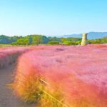 Busan: Gyeongju UNESCO Customizable Private Day & Night Tour - A Deep Dive into the Experience